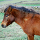 marca primitiva raya cruzada de mulo caballo